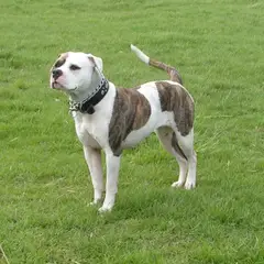 Amerikanische Bulldogge - Foto 1