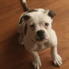 Amerikanische Bulldogge - Foto 2