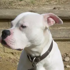 Amerikanische Bulldogge - Foto 3