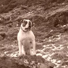 Amerikanische Bulldogge - Foto 4