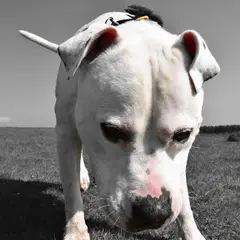 Amerikanische Bulldogge - Foto 5