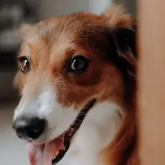 Collie de pelo corto - Foto 2