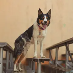Collie de pelo corto - Foto 3