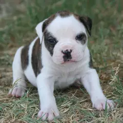 Amerikanische Bulldogge - Foto 6