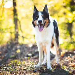 Collie de pelo corto - Foto 4