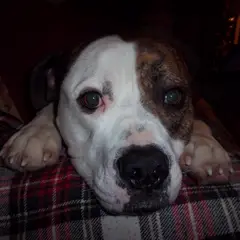 Amerikanische Bulldogge - Foto 7