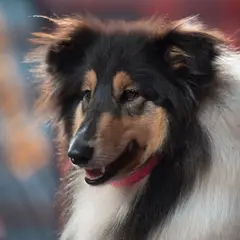 Collie de pelo corto - Foto 5