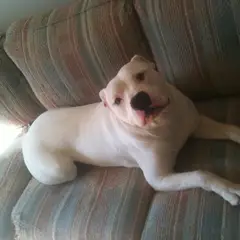 Amerikanische Bulldogge - Foto 11