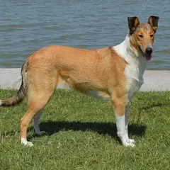 Collie de pelo corto - Foto 6