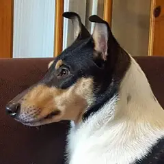 Collie de pelo corto - Foto 7