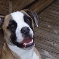Amerikanische Bulldogge - Foto 9