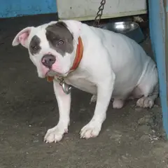 Amerikanische Bulldogge - Foto 10