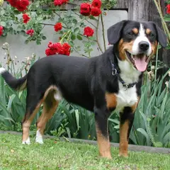 Entlebucher Sennenhund - Foto 9
