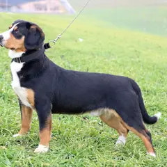 Entlebucher Sennenhund - Foto 10