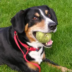 Entlebucher Sennenhund - Foto 11