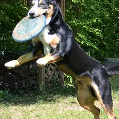Entlebucher Sennenhund - Foto 2