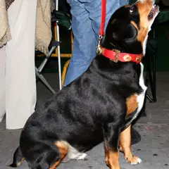 Entlebucher Sennenhund - Foto 3