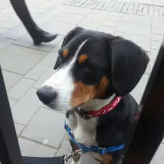 Entlebucher Sennenhund - Foto 4