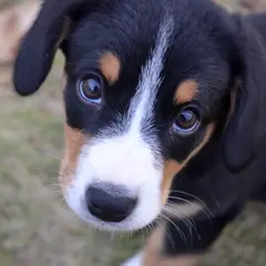 Entlebucher Sennenhund - Foto 5