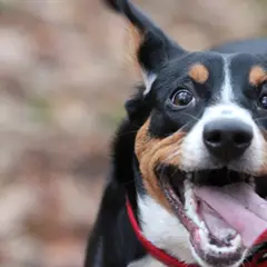 Entlebucher Sennenhund - Foto 6