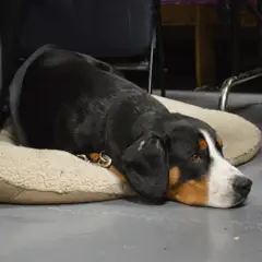 Entlebucher Sennenhund - Foto 7