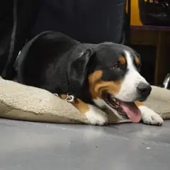 Entlebucher Sennenhund - Foto 8