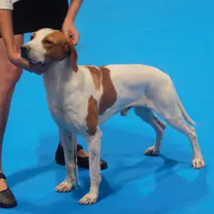 Segugio istriano a pelo corto - Foto 2