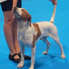 Segugio istriano a pelo corto - Foto 3