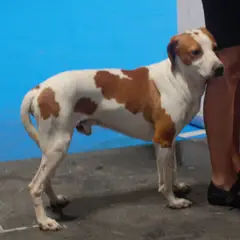 Segugio istriano a pelo corto - Foto 5