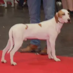Segugio istriano a pelo corto - Foto 6