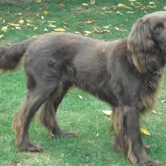 Duitse staande hond langhaar - Foto 1
