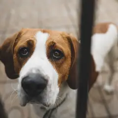 Foxhound anglais - Photo 2