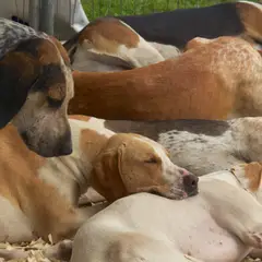 Foxhound anglais - Photo 3