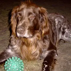 Duitse staande hond langhaar - Foto 2