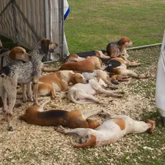 Foxhound anglais - Photo 4