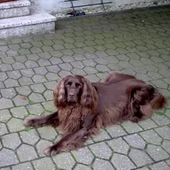 Duitse staande hond langhaar - Foto 3