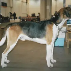 Foxhound anglais - Photo 5