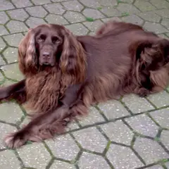 Duitse staande hond langhaar - Foto 4