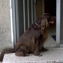 Duitse staande hond langhaar - Foto 5