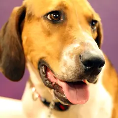 Foxhound anglais - Photo 7