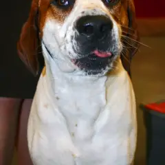 Foxhound anglais - Photo 8