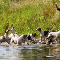Foxhound anglais - Photo 9
