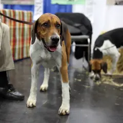 Foxhound anglais - Photo 10