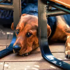 Polish Hunting Dog - Photo 2