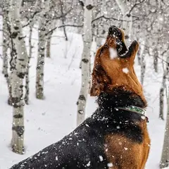 Polish Hunting Dog - Photo 3