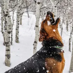 Polish Hunting Dog - Photo 4