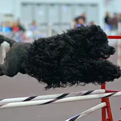 Portuguese Water Dog - Photo 4
