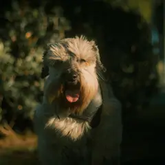 Irish Terrier à poil doux - Photo 2