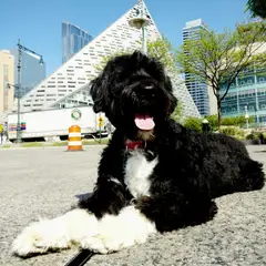 Portuguese Water Dog - Photo 5