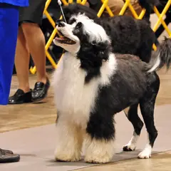 Portuguese Water Dog - Photo 2